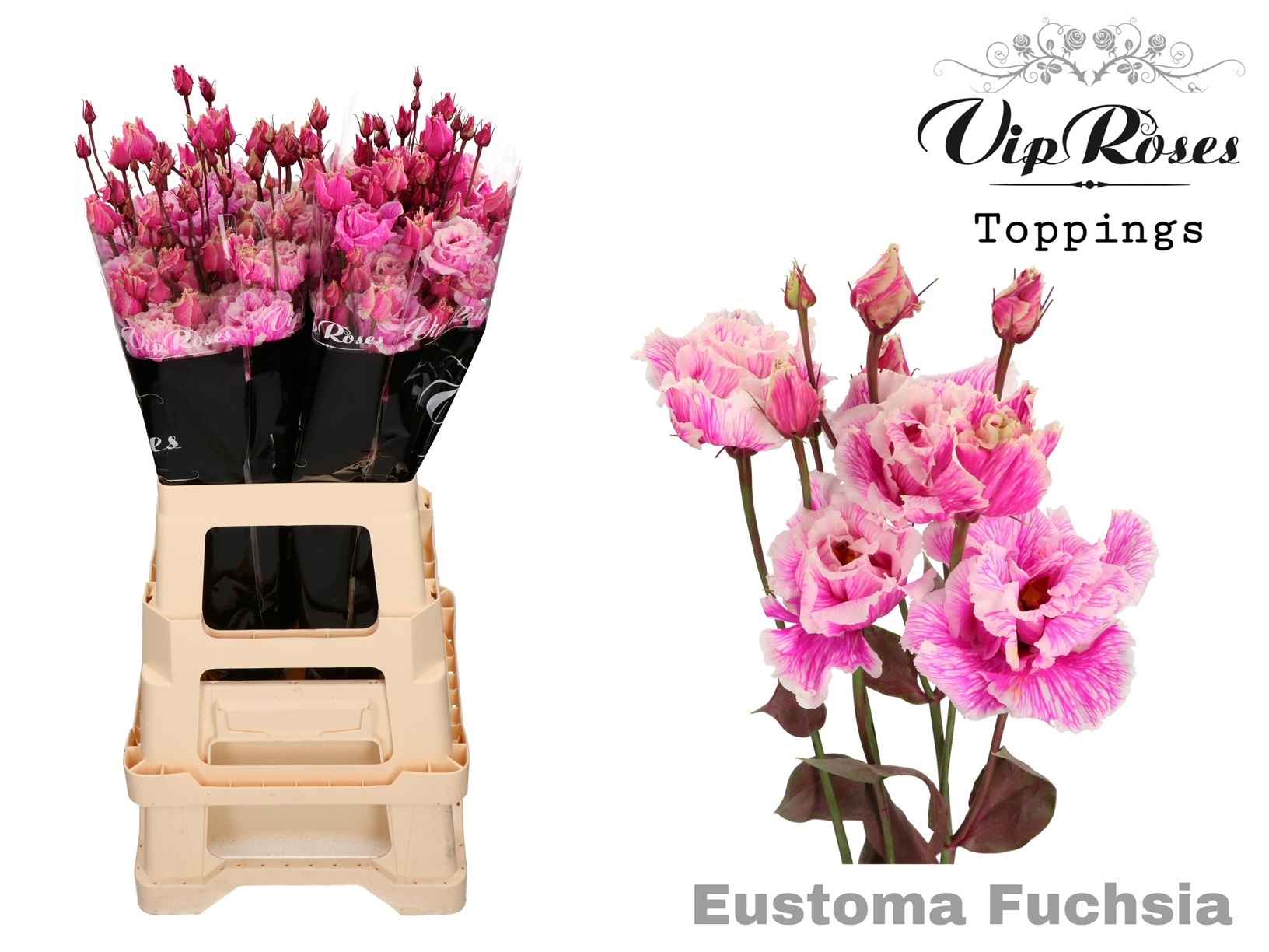 Срезанные цветы оптом Lisianthus do paint alissa fuchsia от 20шт из Голландии с доставкой по России