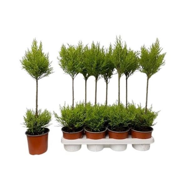 Горшечные цветы и растения оптом Cupressus Wilma Duobol от 7шт из Голландии с доставкой по России