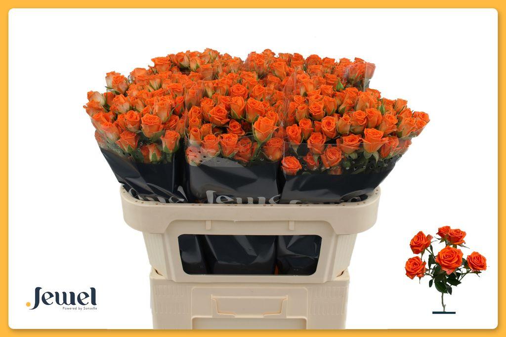 Срезанные цветы оптом Rosa spray picanto от 60шт из Голландии с доставкой по России