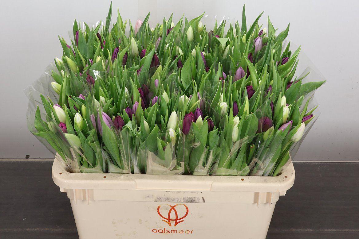 Срезанные цветы оптом Tulipa si rainbow pastel (mixbunch) от 200шт из Голландии с доставкой по России