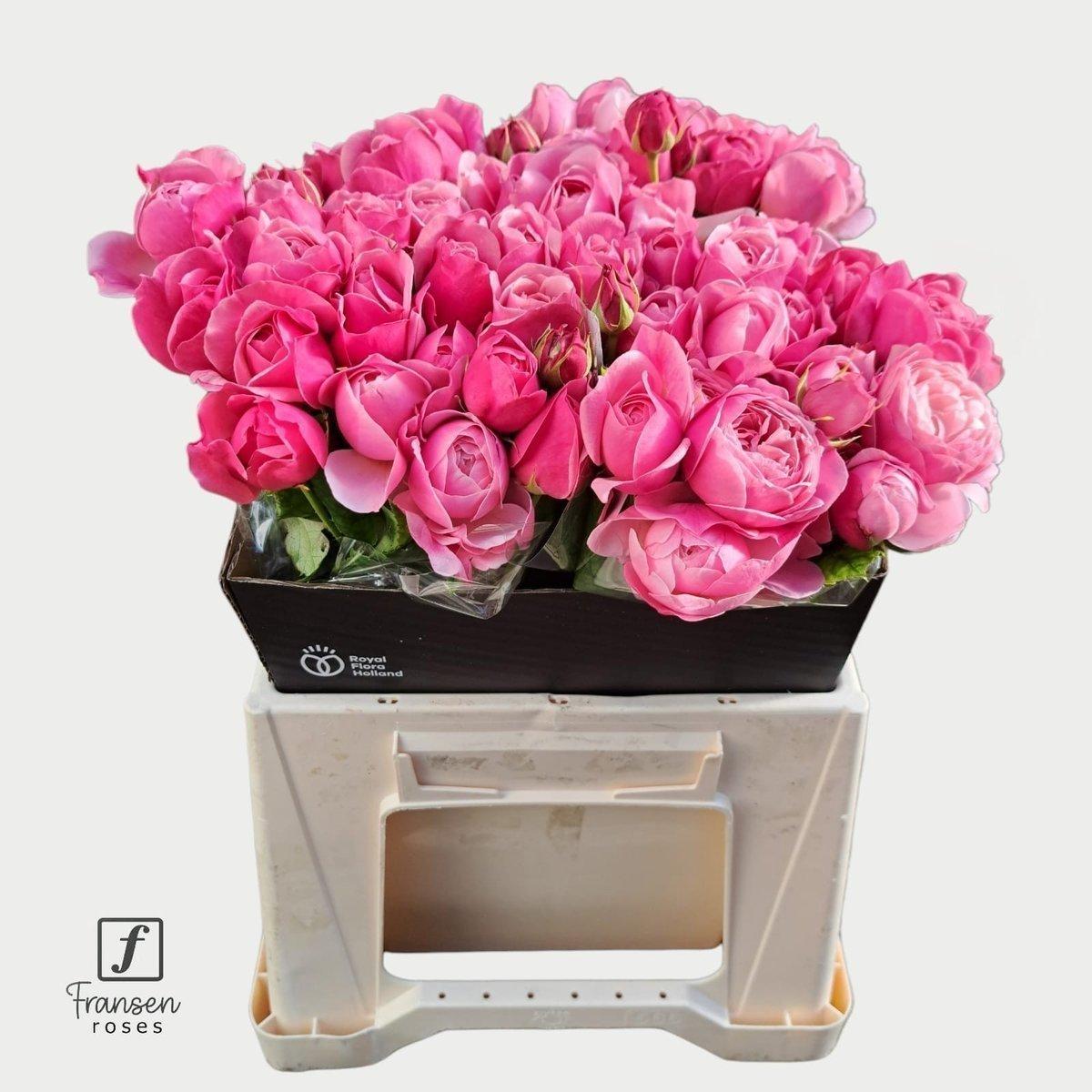 Срезанные цветы оптом Rosa spray silva pink+ от 30шт из Голландии с доставкой по России