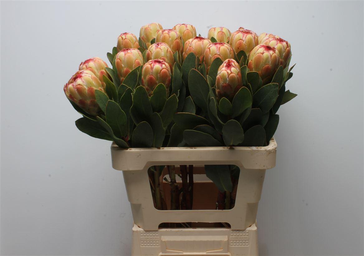 Срезанные цветы оптом Protea grandicolor от 2шт из Голландии с доставкой по России