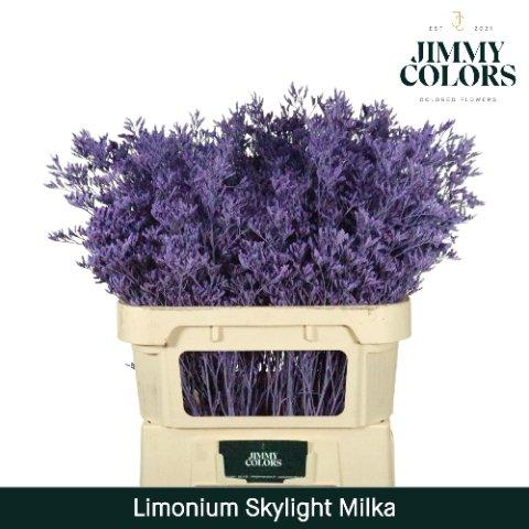 Срезанные цветы оптом Limonium paint milka от 25шт из Голландии с доставкой по России