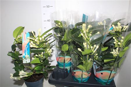 Горшечные цветы и растения оптом Steph Fl Ov 7-8 от 6шт из Голландии с доставкой по России