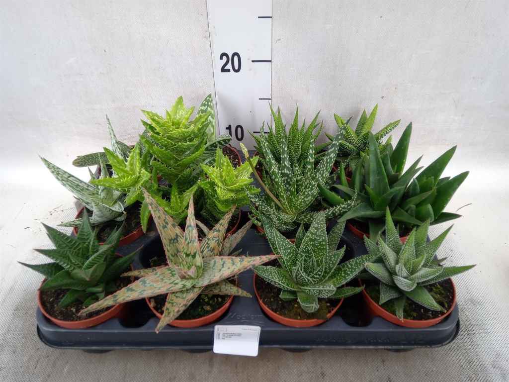 Горшечные цветы и растения оптом Aloe   ...mix от 12шт из Голландии с доставкой по России