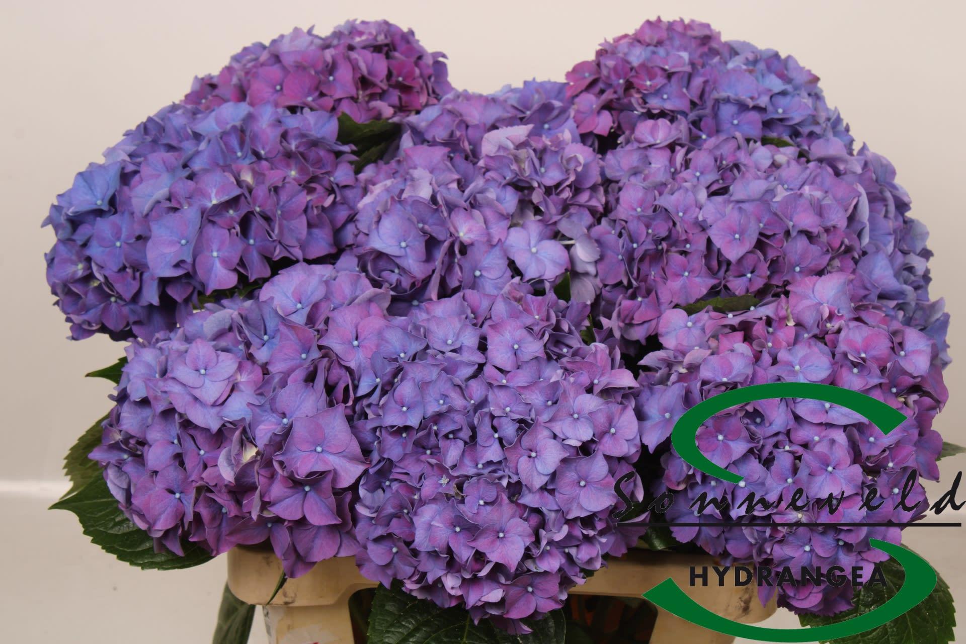 Срезанные цветы оптом Hydrangea rodeo purple от 10шт. из Голландии с доставкой по России