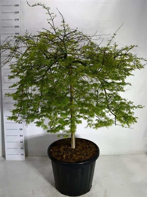 Горшечные цветы и растения оптом Acer Palm Emerald Lace от 1шт из Голландии с доставкой по России