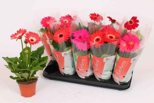 Горшечные цветы и растения оптом Ger Colourgame Gem от 10шт из Голландии с доставкой по России
