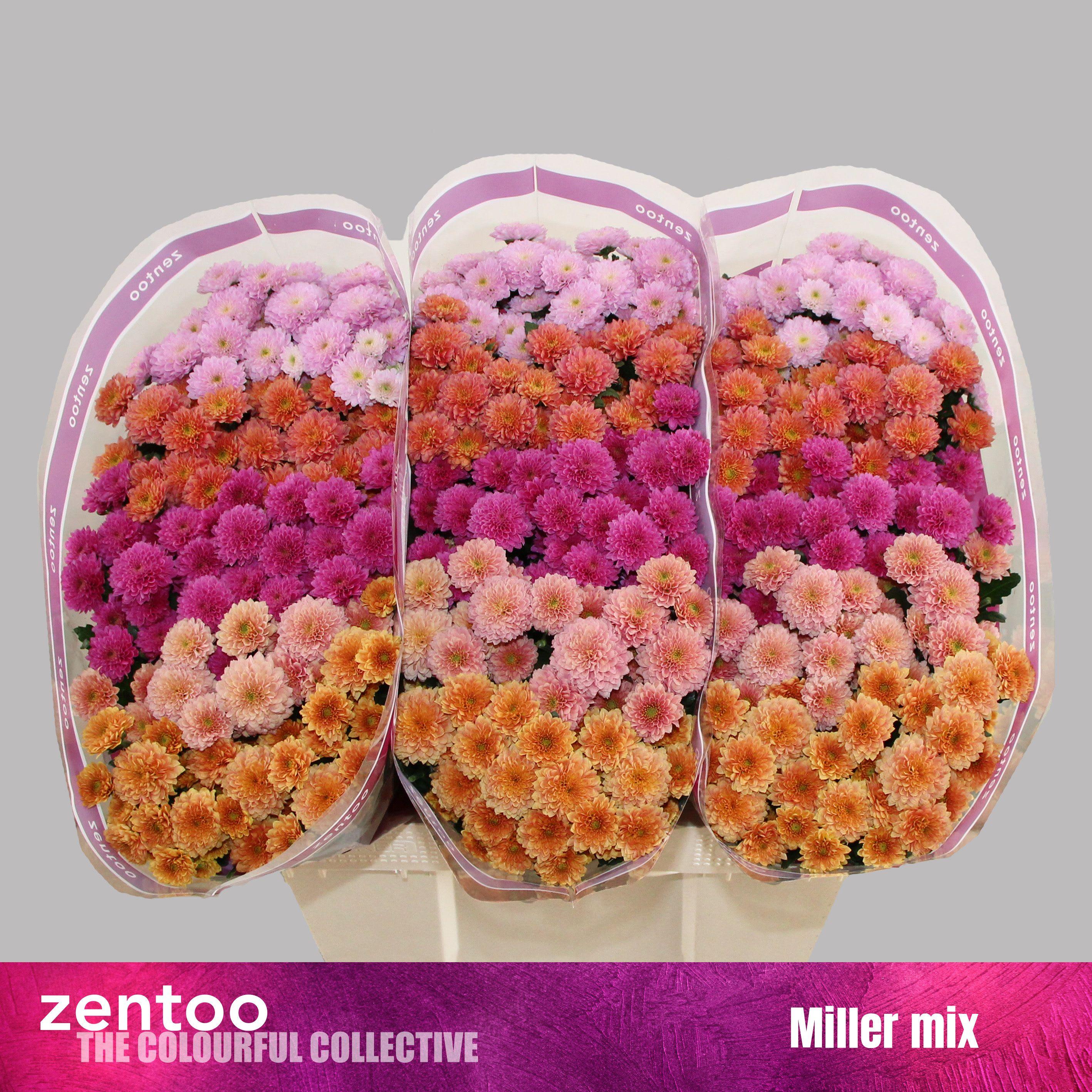 Срезанные цветы оптом Chrys sa mix miller от 75шт из Голландии с доставкой по России