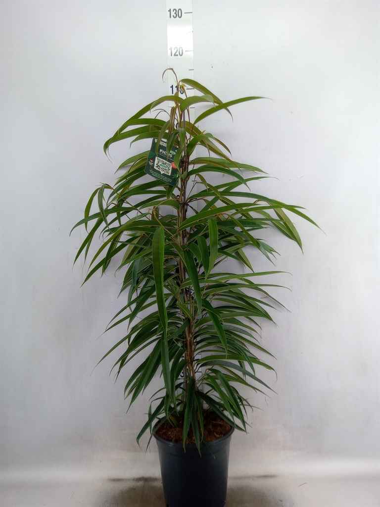 Горшечные цветы и растения оптом Ficus Bin Alii от 1шт из Голландии с доставкой по России