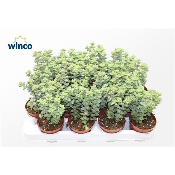 Горшечные цветы и растения оптом Crassula Perfoliata Xl от 18шт (для телеги) из Голландии с доставкой по России