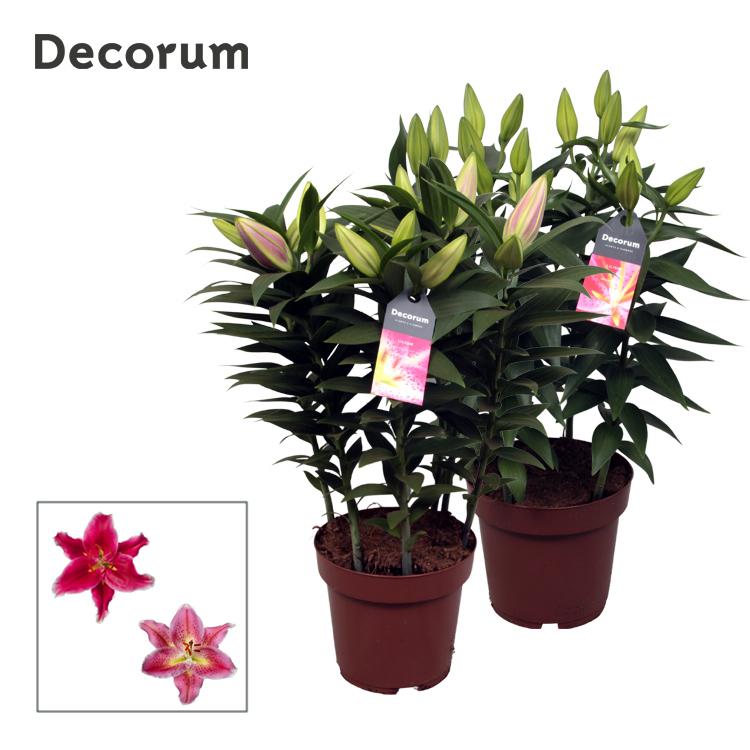 Горшечные цветы и растения оптом Lilium Or Pink 5pp (decorum) от 5шт из Голландии с доставкой по России