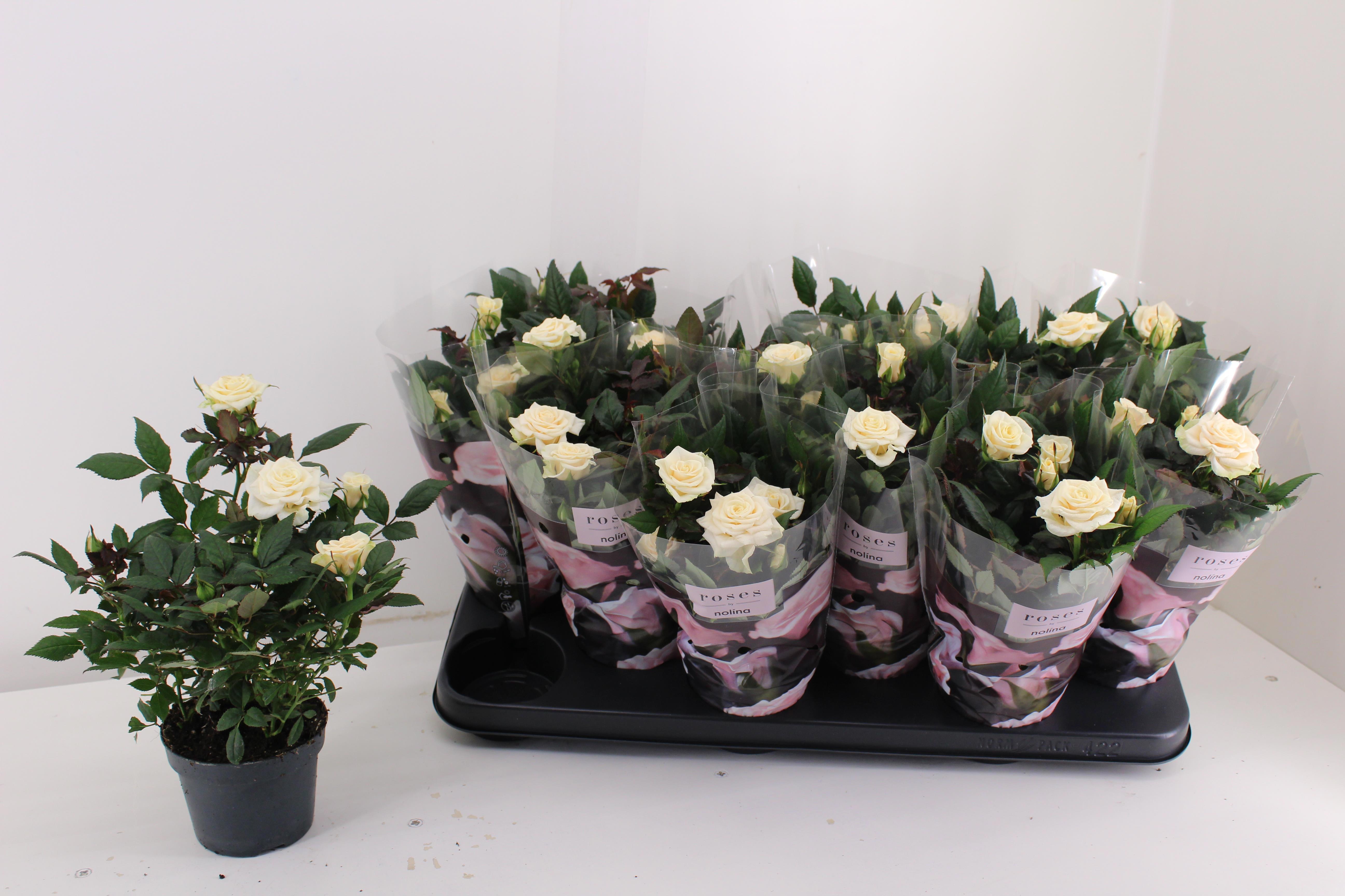 Горшечные цветы и растения оптом Ro Victory Ov от 12шт из Голландии с доставкой по России