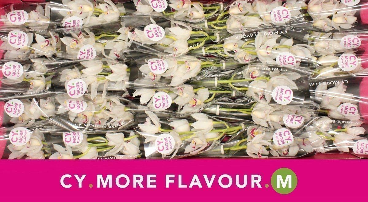 Срезанные цветы оптом Minicymbidium lucky sue от 25шт из Голландии с доставкой по России