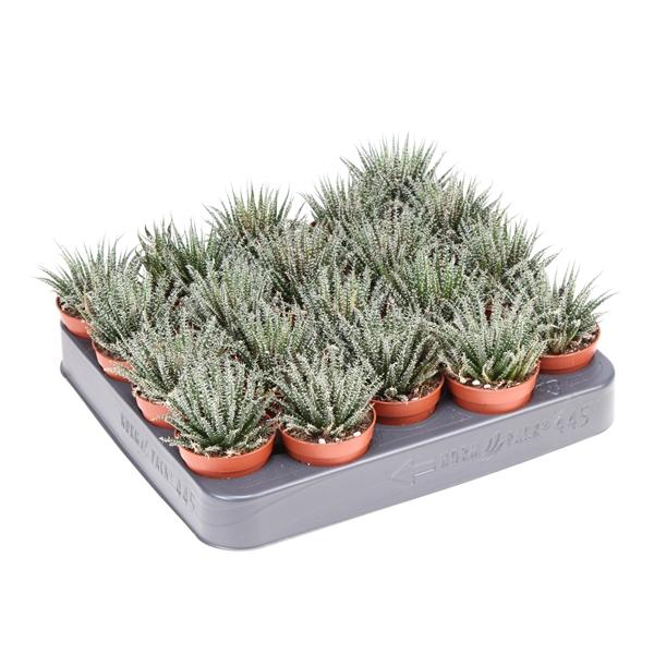 Горшечные цветы и растения оптом Haworthia Snow White от 20шт (для телеги) из Голландии с доставкой по России