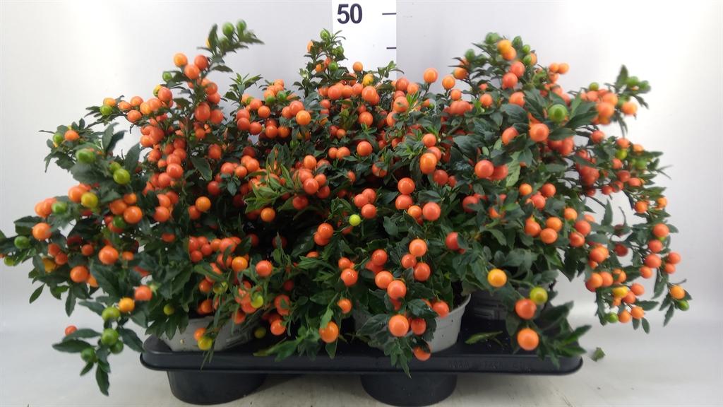 Горшечные цветы и растения оптом Solanum Pseudocapsicum bartoli от 4шт из Голландии с доставкой по России