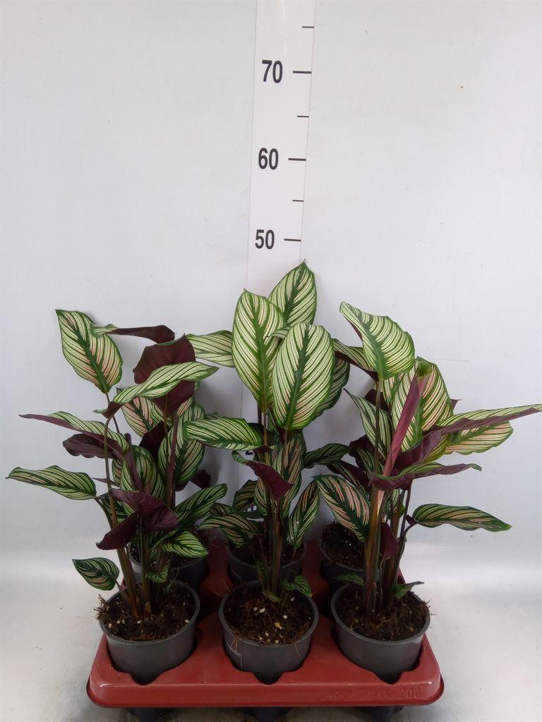 Горшечные цветы и растения оптом Calathea   ... от 6шт из Голландии с доставкой по России