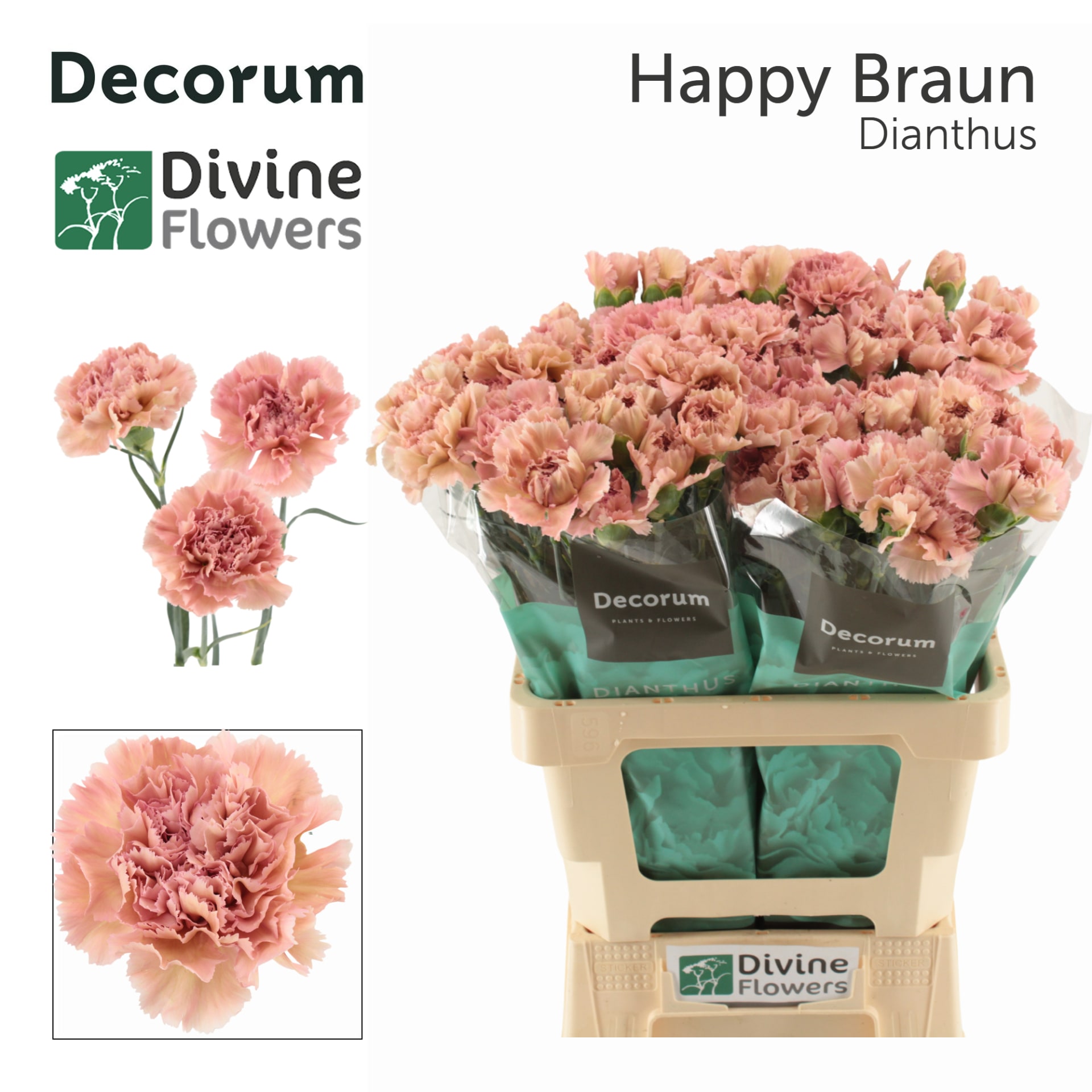 Срезанные цветы оптом Dianthus st happy broun от 80шт из Голландии с доставкой по России