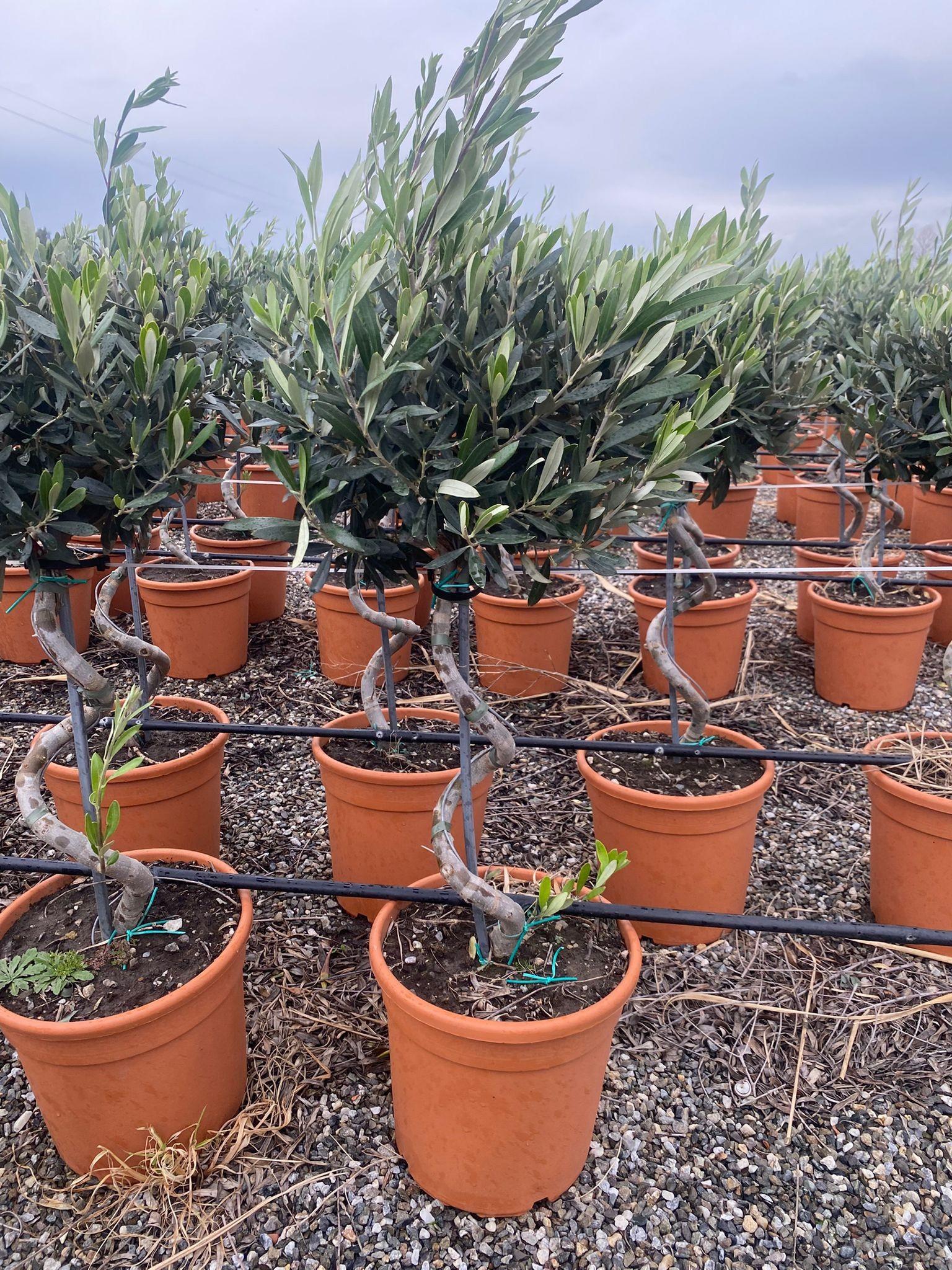 Горшечные цветы и растения оптом Olea Europaea Spiral Stem от 1шт из Голландии с доставкой по России