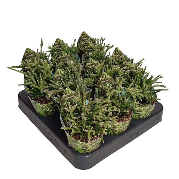 Горшечные цветы и растения оптом Rhipsalis Pilocarpa Potcover от 12шт (для телеги) из Голландии с доставкой по России