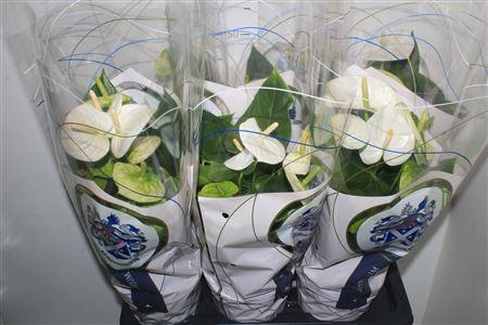 Горшечные цветы и растения оптом Anthu A Arisa White 5+ от 6шт из Голландии с доставкой по России