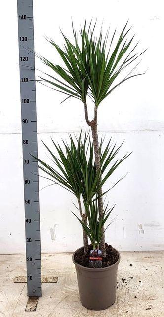 Горшечные цветы и растения оптом Dracaena Marginata от 1шт из Голландии с доставкой по России