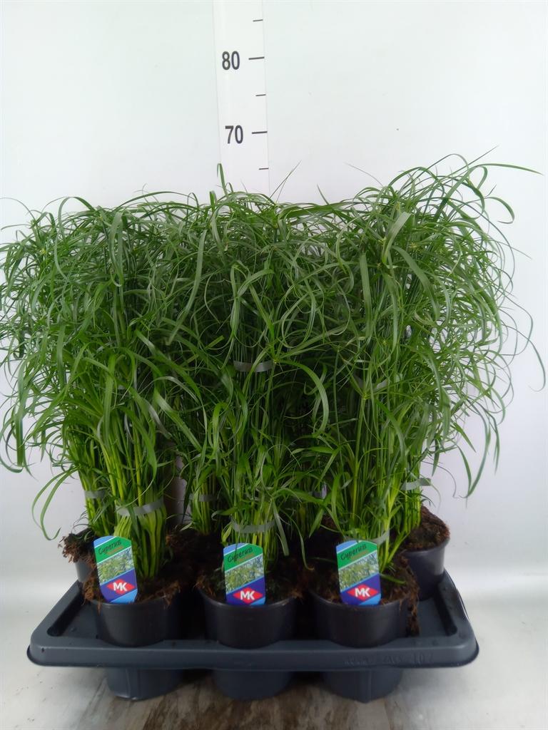 Горшечные цветы и растения оптом Cyperus Alternifolius от 7шт из Голландии с доставкой по России