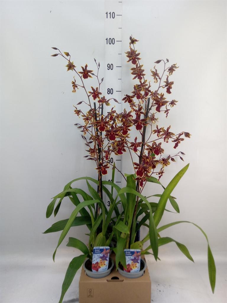 Горшечные цветы и растения оптом Orchideeen   ... от 4шт из Голландии с доставкой по России
