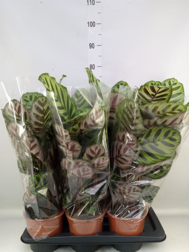 Горшечные цветы и растения оптом Calathea Makoyana от 6шт из Голландии с доставкой по России