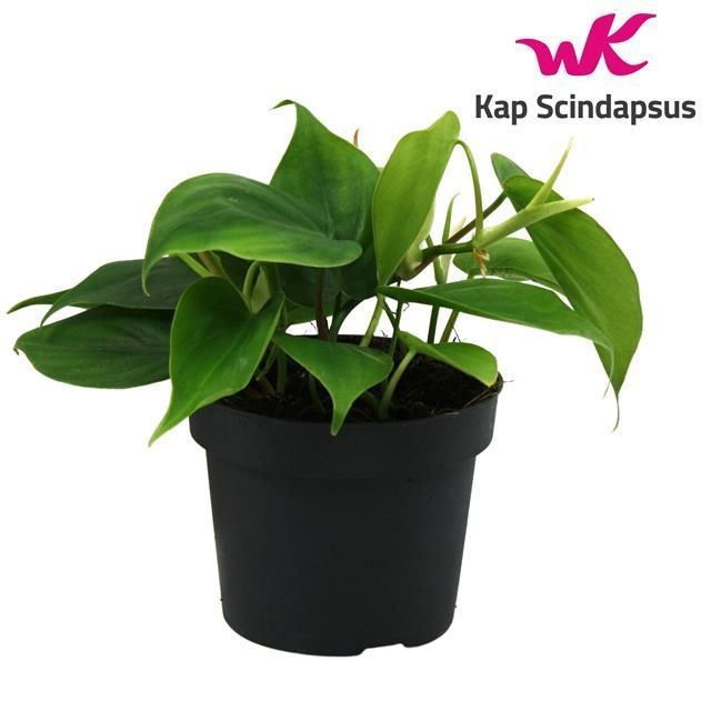 Горшечные цветы и растения оптом Philodendron Scandens от 6шт из Голландии с доставкой по России