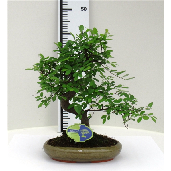 Горшечные цветы и растения оптом Bonsai Zelkova Parvifolia Without Drip Tray от 4шт из Голландии с доставкой по России