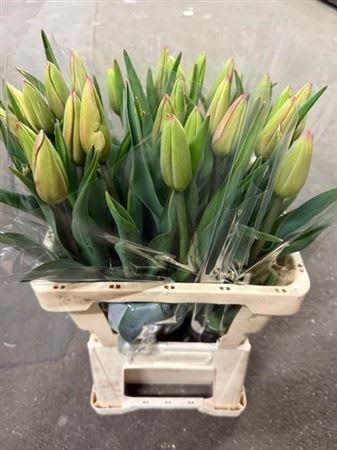Срезанные цветы оптом Tulipa si jumbo beauty от 25шт из Голландии с доставкой по России