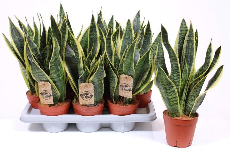 Горшечные цветы и растения оптом Sansevieria Superba от 7шт из Голландии с доставкой по России