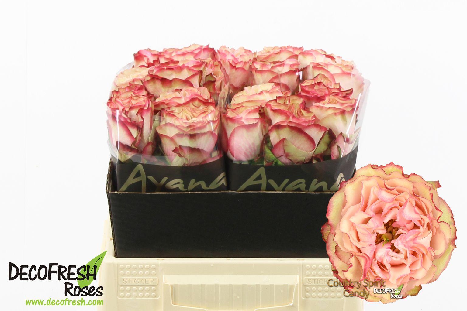 Срезанные цветы оптом Rosa large country spirit candy от 20шт из Голландии с доставкой по России