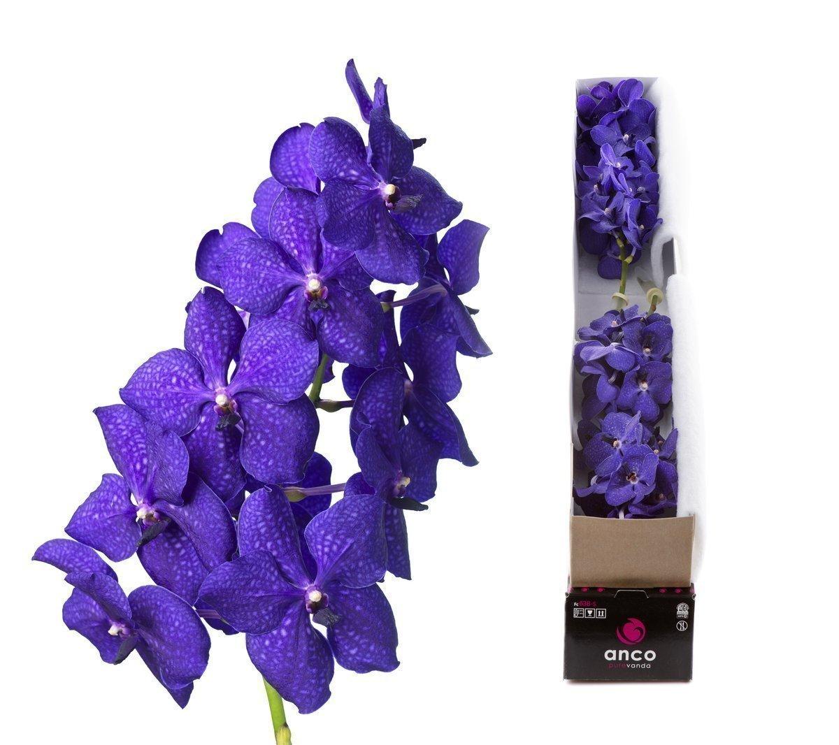 Срезанные цветы оптом Vanda royal blue per stem A от 8шт из Голландии с доставкой по России