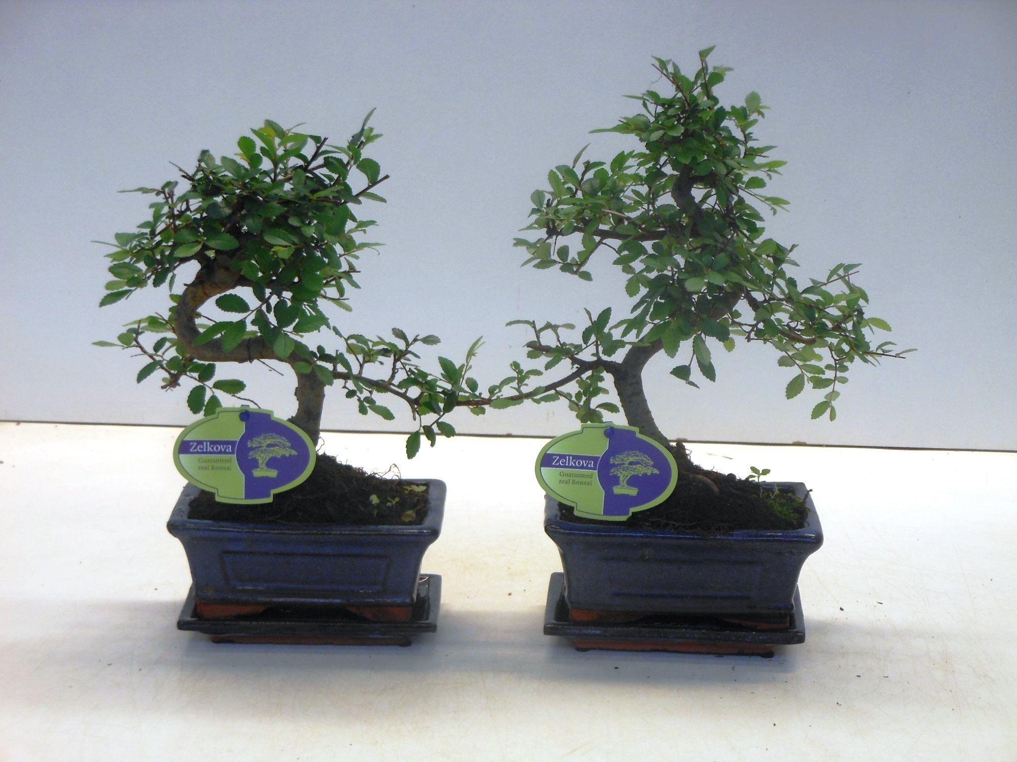 Горшечные цветы и растения оптом Bonsai Zelkova Parvifolia  With Drip Tray от 10шт из Голландии с доставкой по России