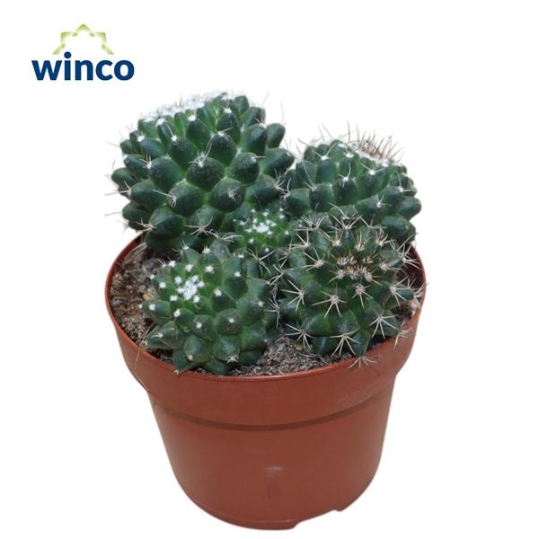 Горшечные цветы и растения оптом Mammillaria Toluca Group от 6шт из Голландии с доставкой по России