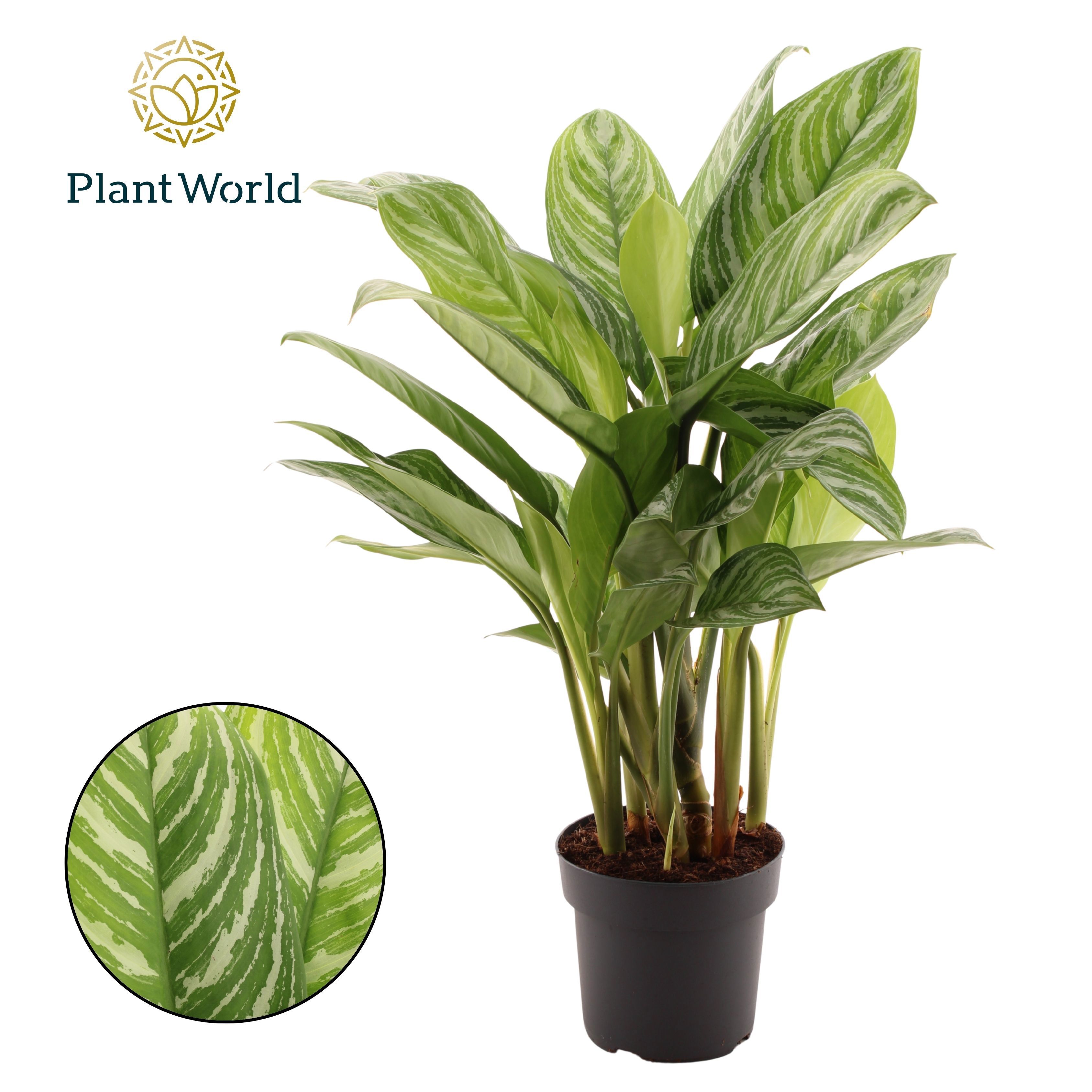Горшечные цветы и растения оптом Aglaonema Stripes от 3шт из Голландии с доставкой по России