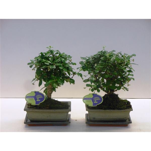 Горшечные цветы и растения оптом Bonsai Carmona Macrophylla, 20cm., Broom, With Dri от 6шт из Голландии с доставкой по России
