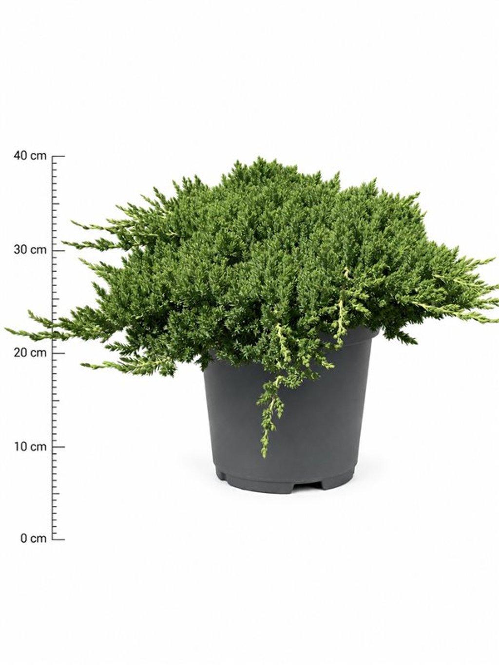 Горшечные цветы и растения оптом Juniperus Procumbens nana от 1шт из Голландии с доставкой по России