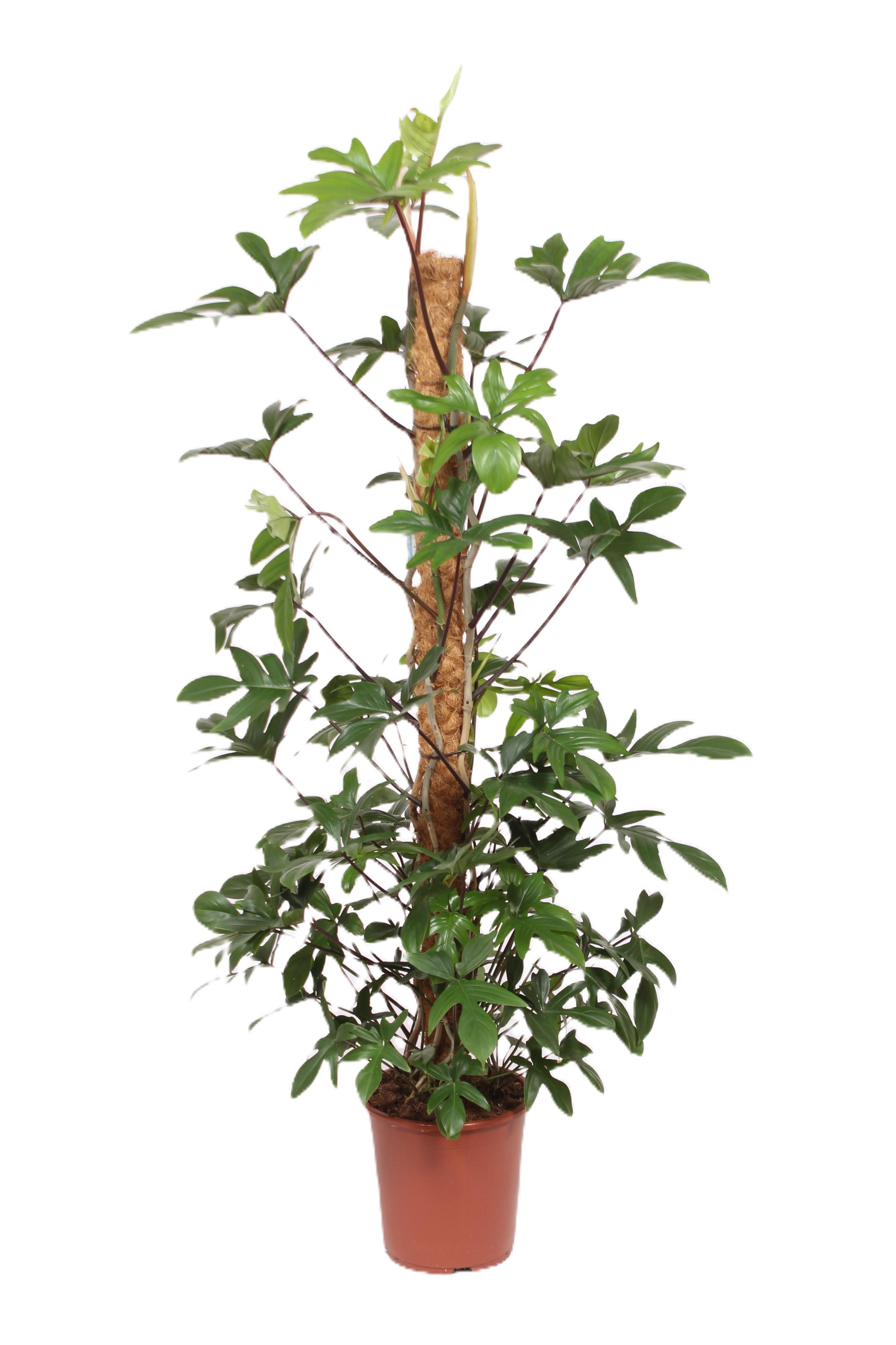 Горшечные цветы и растения оптом Philodendron Pedatum от 1шт из Голландии с доставкой по России