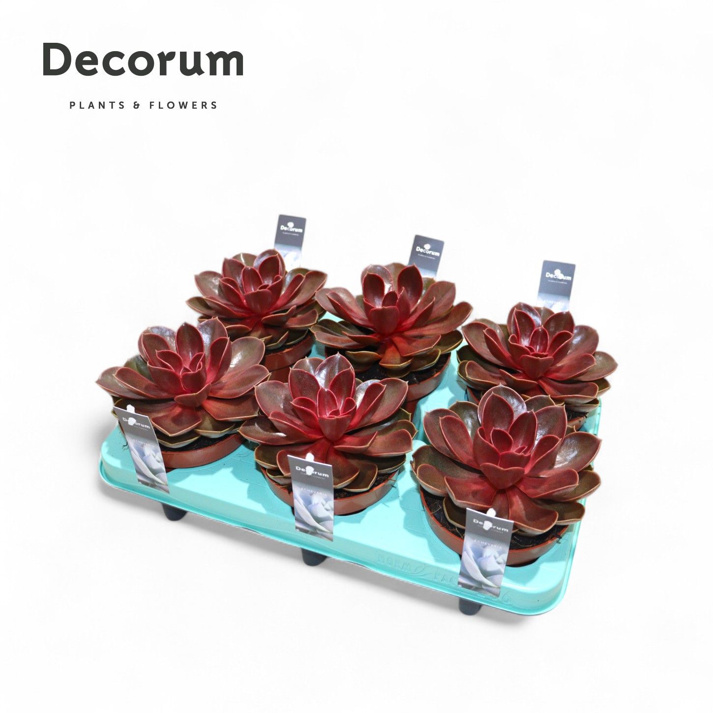 Горшечные цветы и растения оптом Echeveria Red Ruby от 6шт из Голландии с доставкой по России