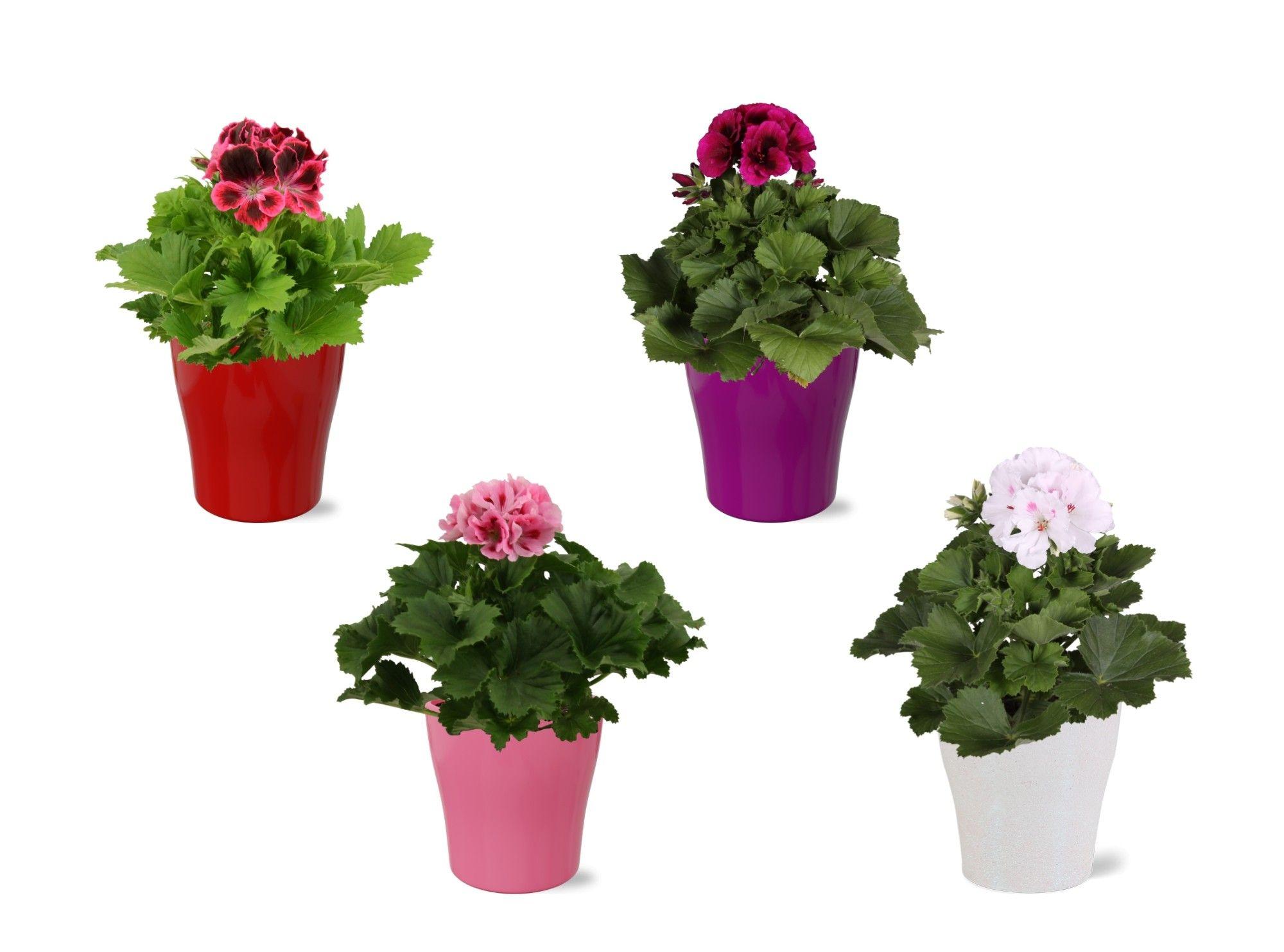 Горшечные цветы и растения оптом Pel Gr Ov от 6шт из Голландии с доставкой по России