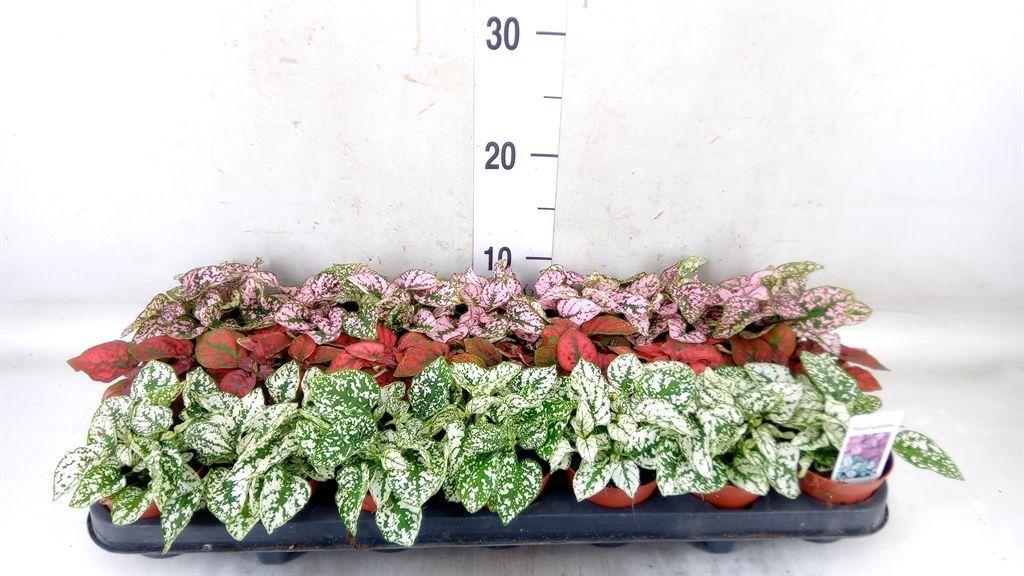 Горшечные цветы и растения оптом Hypoestes Phyllo.   ...mix от 21шт (для телеги) из Голландии с доставкой по России