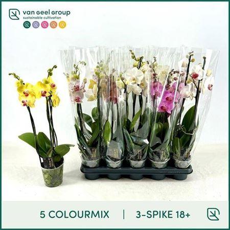 Горшечные цветы и растения оптом Phal Gem 5 Kl 3 Branches 18+ от 10шт из Голландии с доставкой по России