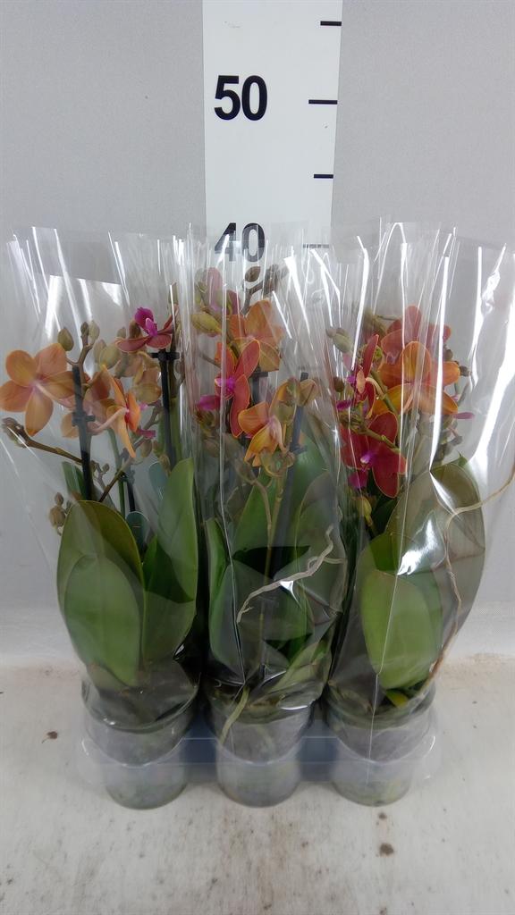 Горшечные цветы и растения оптом Phalaenopsis Multi. ...orange от 6шт (для телеги) из Голландии с доставкой по России
