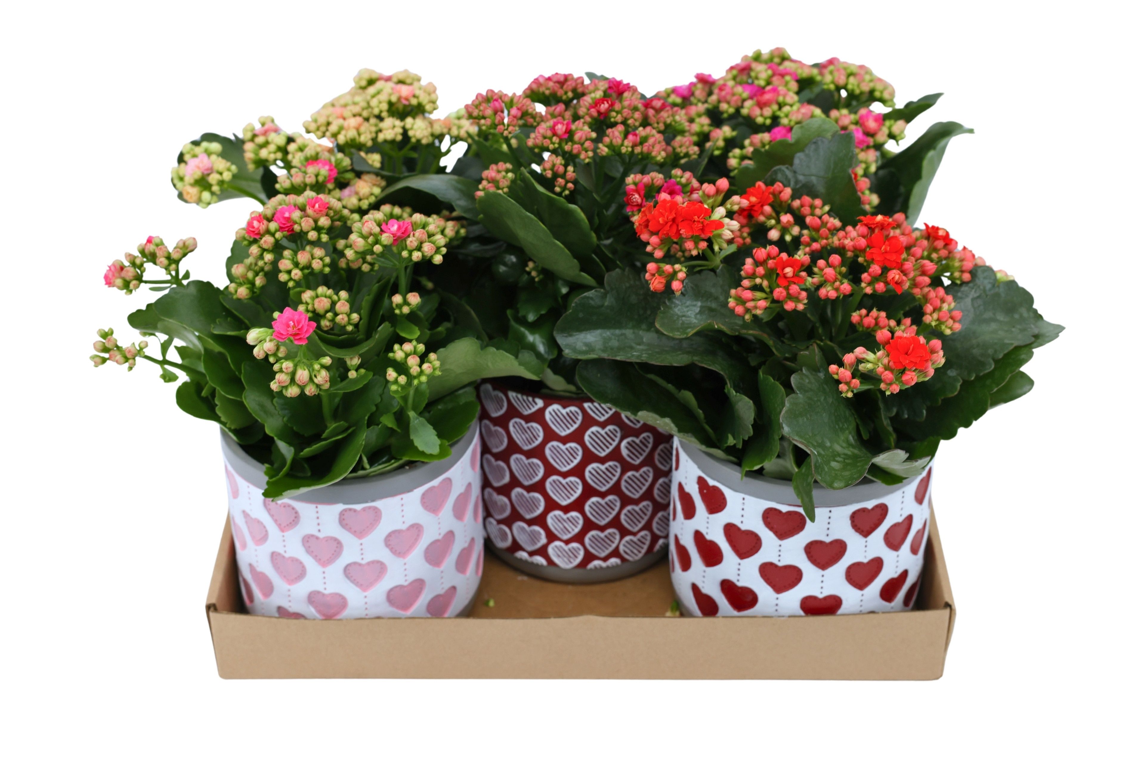 Горшечные цветы и растения оптом Kal Ge Gem от 5шт из Голландии с доставкой по России