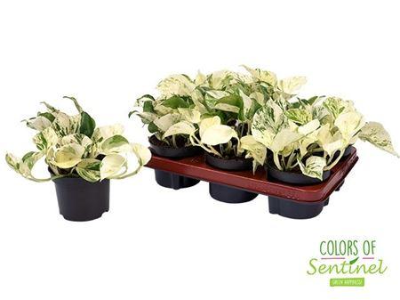 Горшечные цветы и растения оптом Epipremnum Happy Leaf от 6шт из Голландии с доставкой по России Горшечные цветы и растения оптом Epipremnum Happy Leaf от 6шт из Голландии с доставкой по России