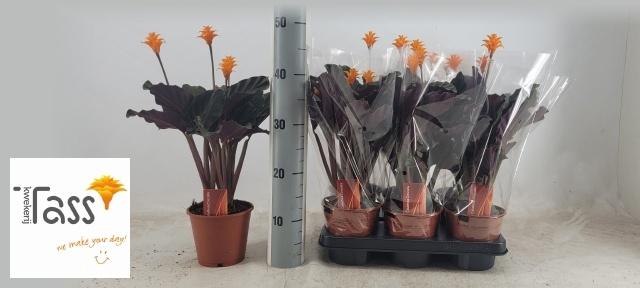 Горшечные цветы и растения оптом Calat Crocata от 6шт из Голландии с доставкой по России