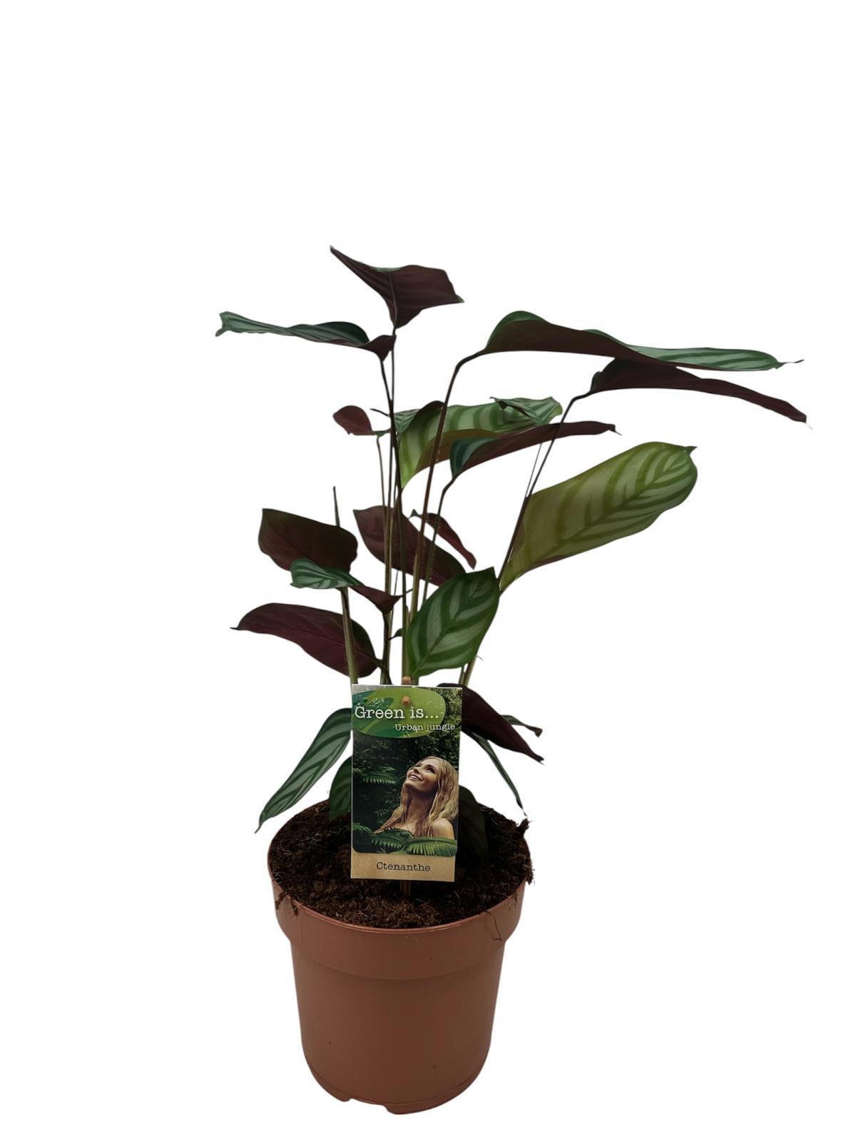 Горшечные цветы и растения оптом Ctentanthe Compactstar от 1шт из Голландии с доставкой по России